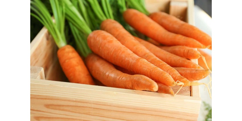 Кращі сорти моркви для зберігання