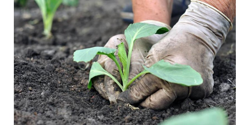 Як правильно посадити капусту у відкритий ґрунт